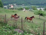 Sitno