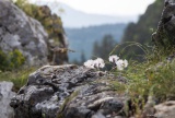 Národná prírodná rezervácia Manínska úžina (tiesňava)